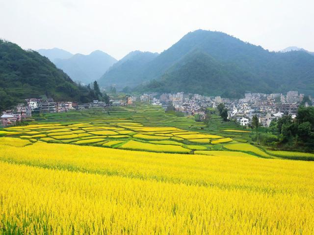 三穗县哪里旅游景点有花