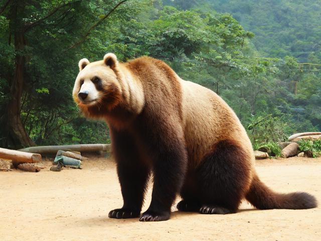 秦岭野生动物园游玩攻略,如何规划最佳路线?