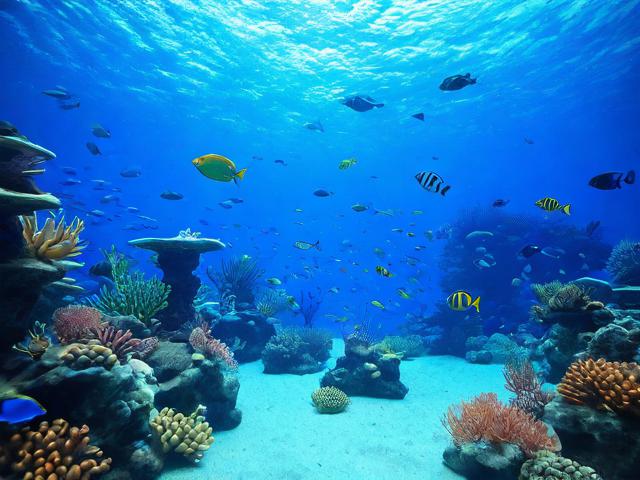 如何规划一次完美的海洋公园之旅?