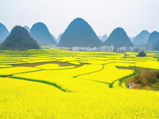 罗平油菜花攻略,如何制定完美的罗平油菜花观赏攻略?
