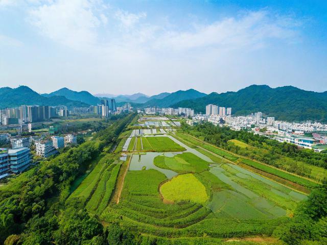 大埔旅游攻略