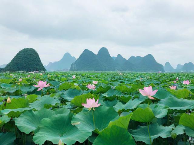 普者黑旅游攻略,如何规划一次完美的旅行体验?
