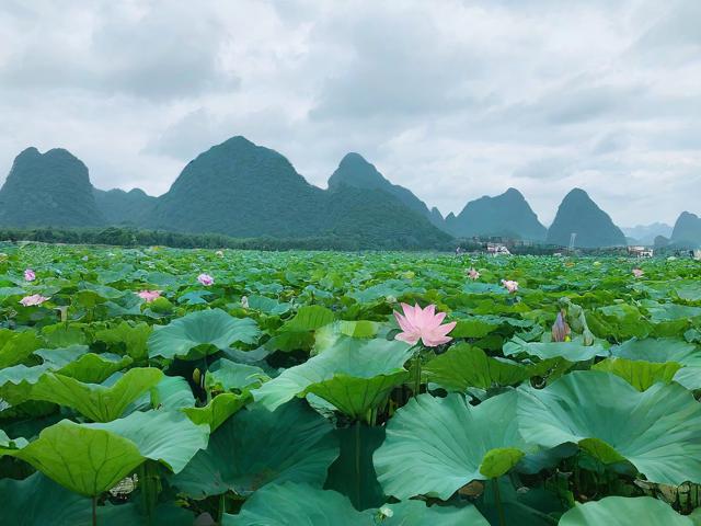 普者黑旅游攻略,如何规划一次完美的旅行体验?