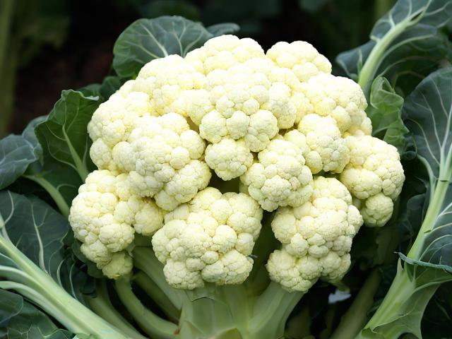 菜花攻略里会有哪些实用种菜技巧分享呢?