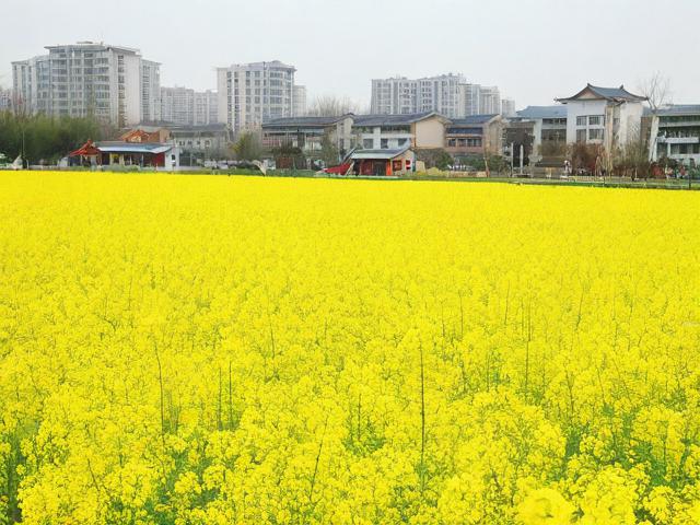 新都区旅游景点看菜花在哪里