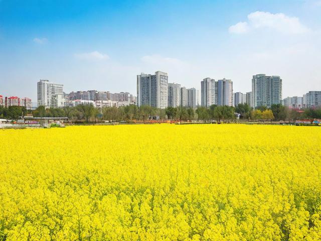 新都区旅游景点看菜花在哪里
