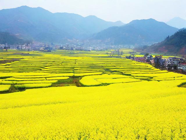 保山丙麻油菜花旅游景点在哪里