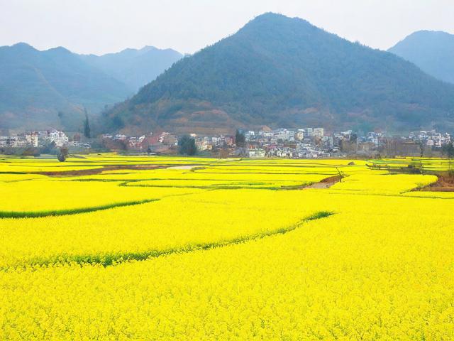 保山丙麻油菜花旅游景点在哪里