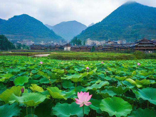 沧源莲花塘的旅游景点在哪里