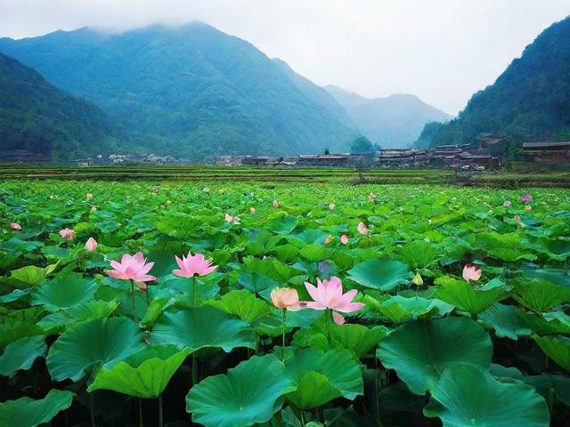 沧源莲花塘的旅游景点在哪里