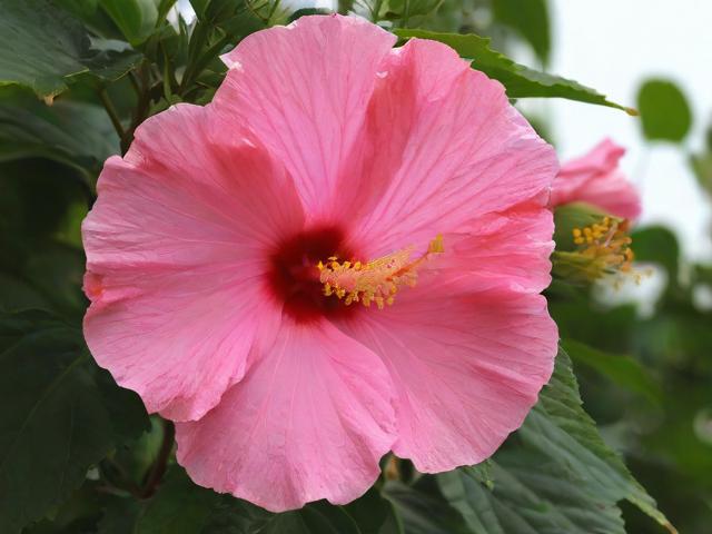 探索芙蓉,哪些旅游景点值得一游?