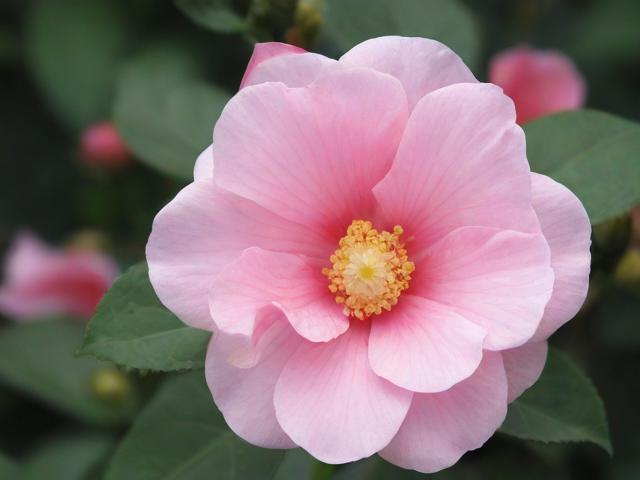 花花卡盟提供8位QQ号,这背后隐藏着什么风险?