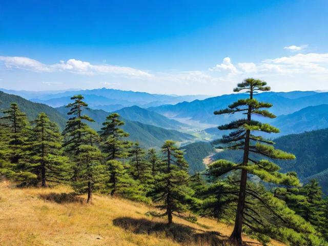 五棵松的旅游景点在哪里
