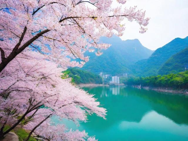 六盘水樱花旅游景点在哪里