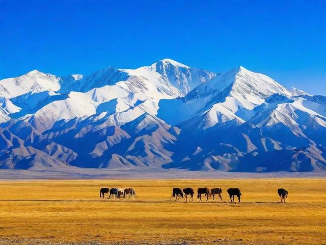 1月新疆旅游攻略,1月去新疆旅游,有哪些不可错过的景点和活动?