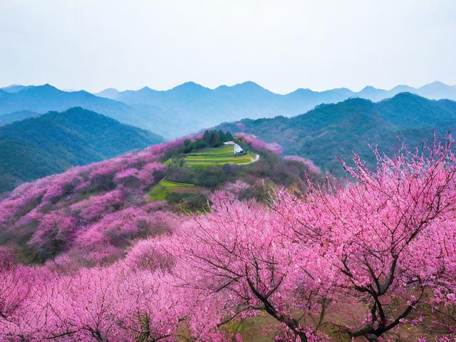 梅岭游玩有何攻略,能让人尽享其独特魅力?
