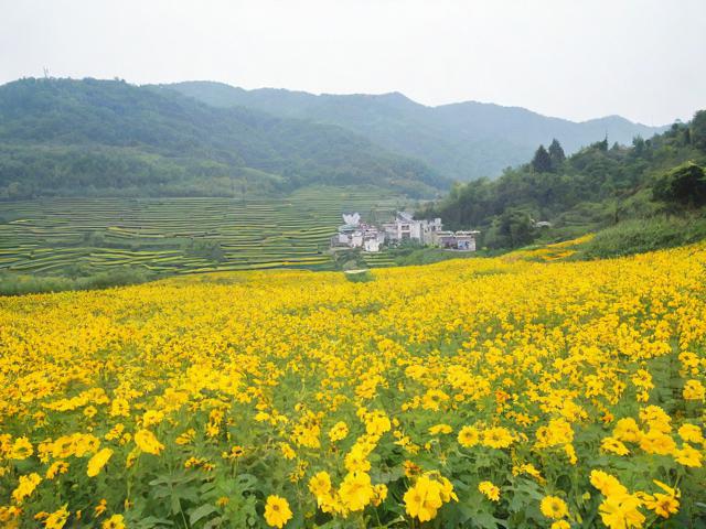 如何玩转径山花海？一份详尽攻略等你解锁！