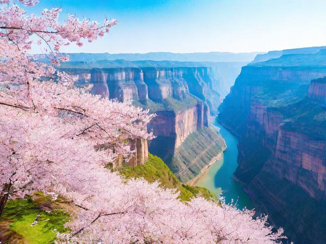 太行山看樱花旅游景点在哪里