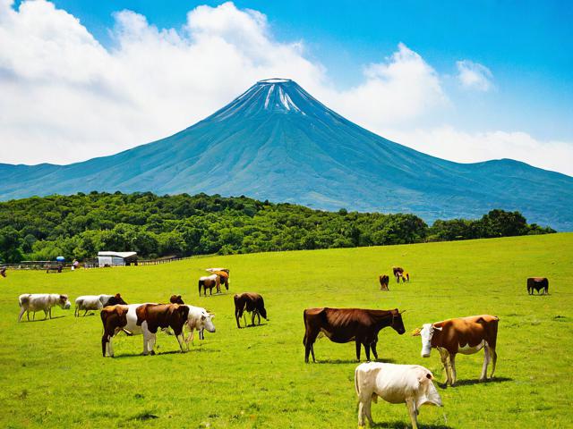 南山牧场旅游攻略,怎么玩?必去景点与路线推荐