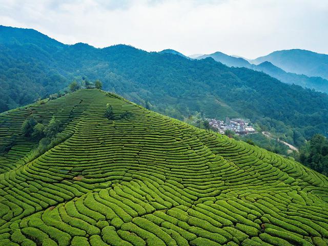 易武茶区的旅游景点在哪里