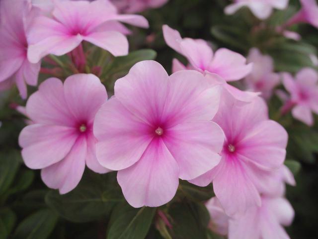 flowers攻略,如何掌握花卉养护的秘诀,一篇全面的flowers攻略解析