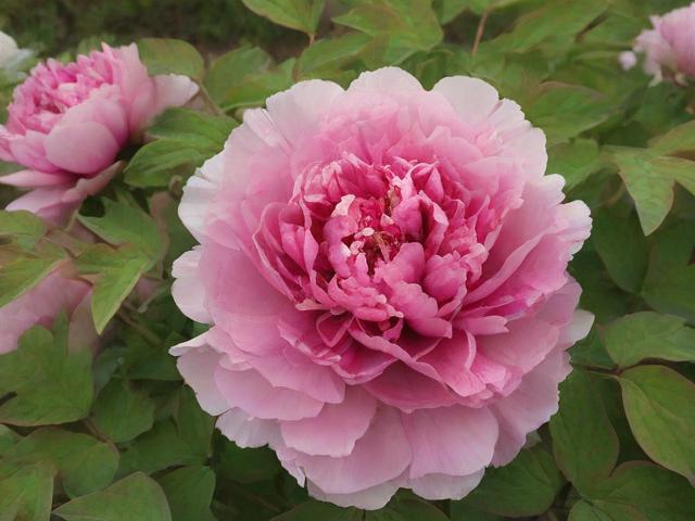 花客攻略能带来哪些独特游玩体验?
