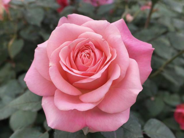 花客攻略能带来哪些独特游玩体验?
