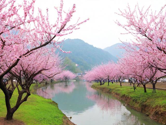 芦溪旅游景点哪里有桃花