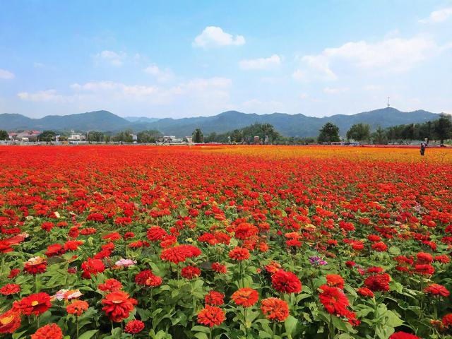 附近花海旅游景点有哪些值得一游?