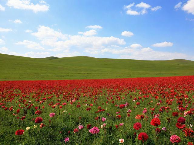 张北五花草甸旅游景点在哪里?