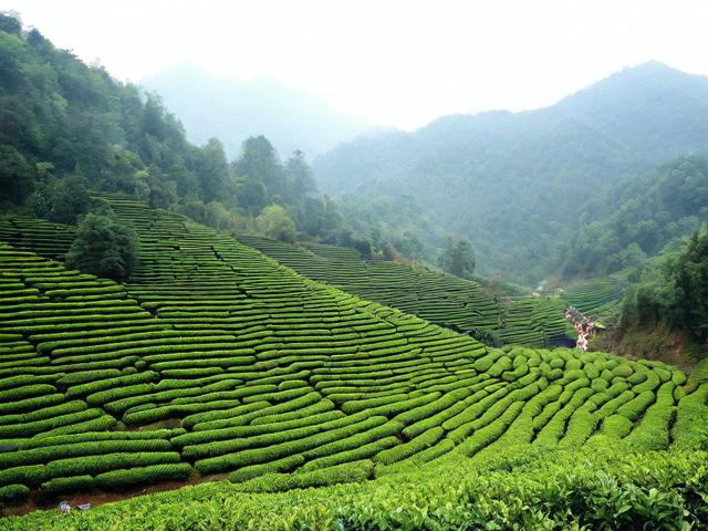 如何规划一次完美的茶溪谷之旅?
