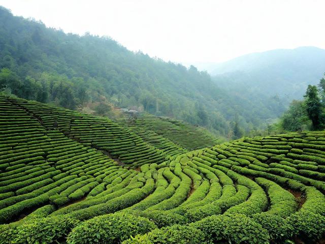 如何规划一次完美的茶溪谷之旅?