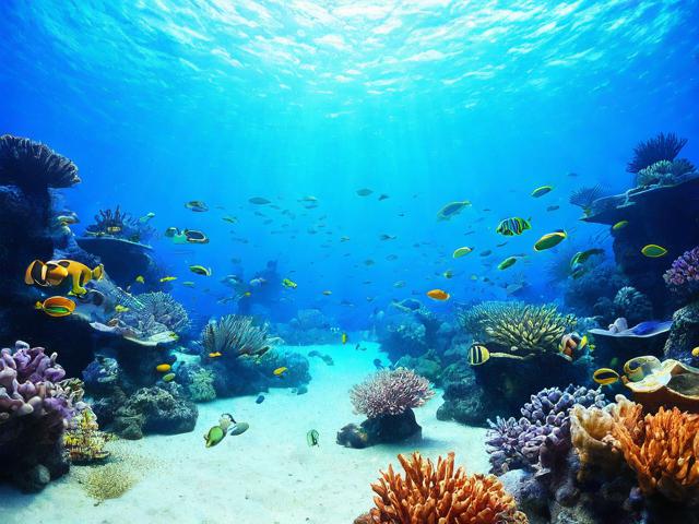 如何规划一次完美的海洋公园之旅?
