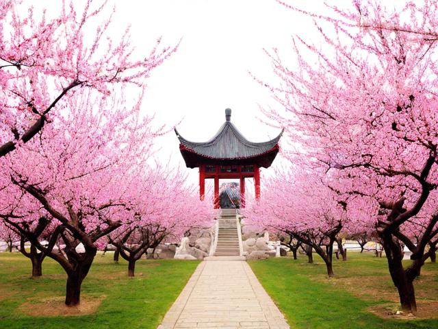 桃花盛开时,哪个旅游景点最值得一游?