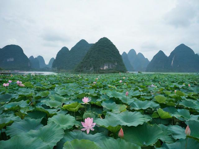 普者黑攻略，普者黑攻略，探索云南秘境，有哪些必知的旅行贴士？