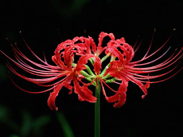 彼岸花攻略，如何有效种植与养护？