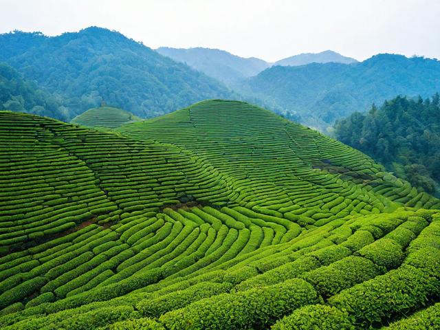 长沙金井茶园游玩攻略有哪些?