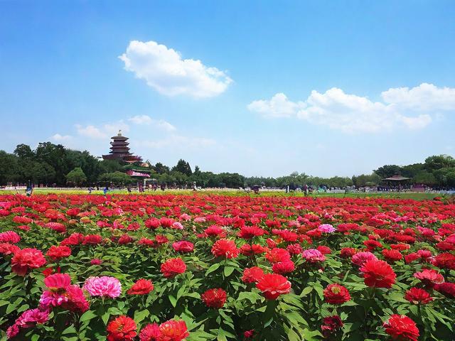 七月份旅游景点有什么花？