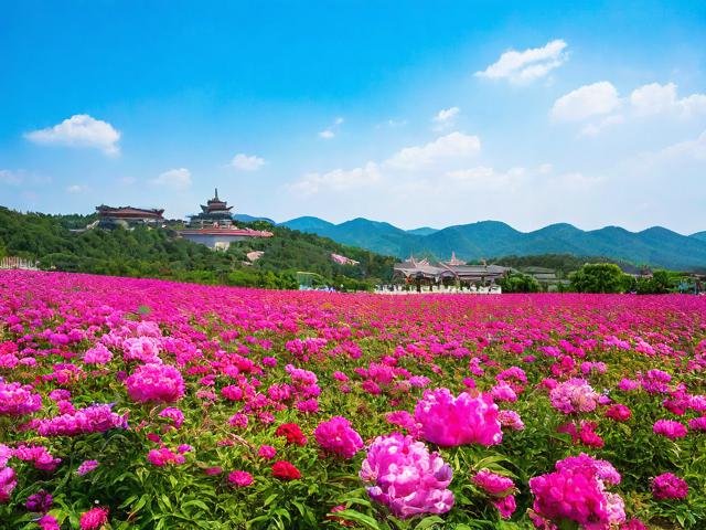 七月份旅游景点有什么花?