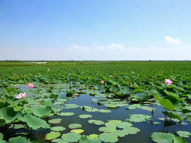 白洋淀有哪些值得一游的旅游景点?