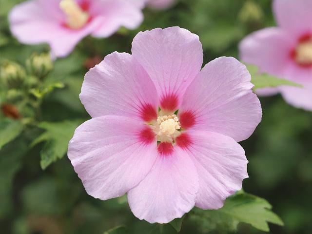 赏花攻略