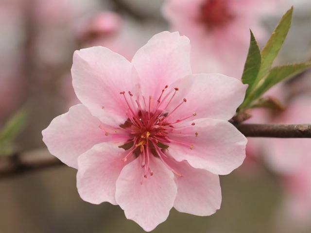 赏花攻略