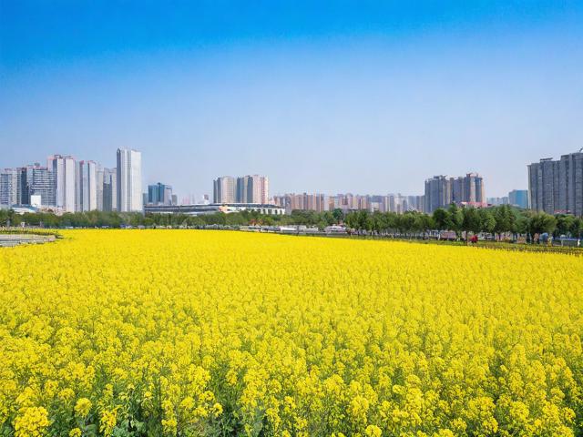 新民市高花有哪些值得推荐的旅游景点?