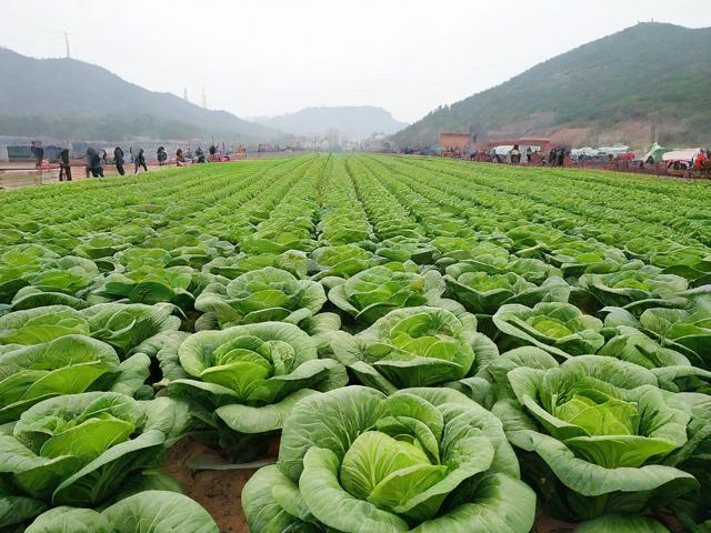 葫芦岛旅游景点卖的特色咸菜是什么菜?
