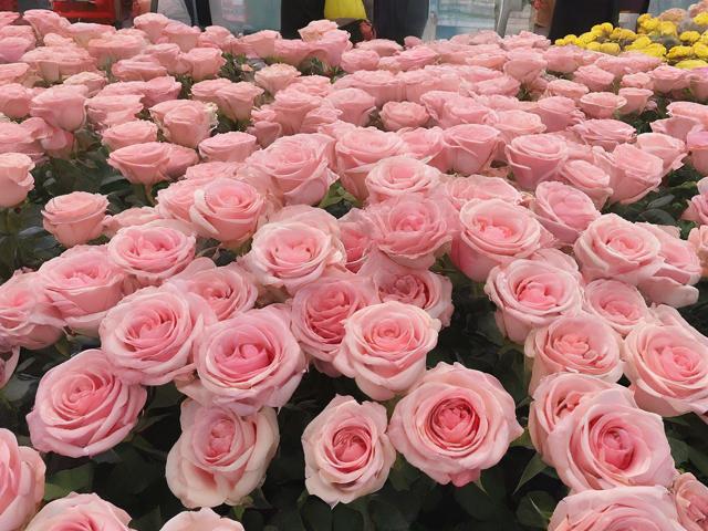 北京国际鲜花港攻略(北京国际鲜花港攻略 2020)