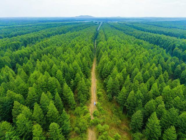 长乐林场游玩攻略,有哪些必玩景点和特色体验?