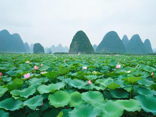 普者黑旅游攻略，有哪些必去景点和美食推荐？