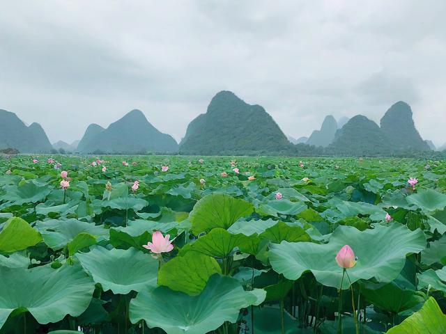 普者黑旅游攻略,有哪些必去景点和美食推荐?