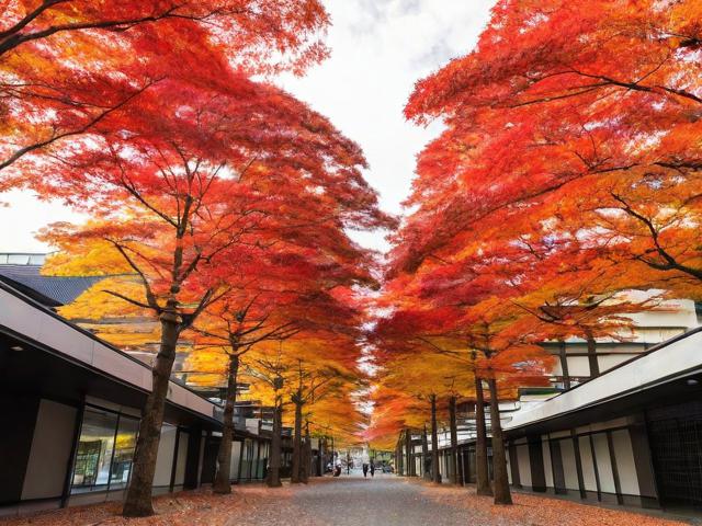 日本秋叶原旅游攻略,有哪些必去景点和特色体验?