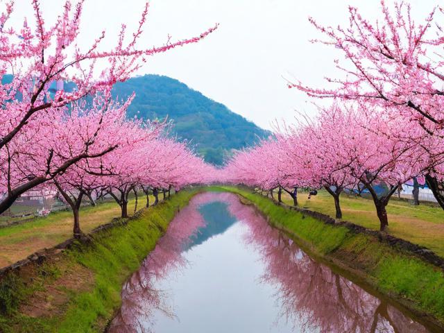 桃花源旅游攻略,此地有何独特魅力引游客纷至沓来?